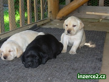 Labradorsky Retriever_1 70144_1.jpg