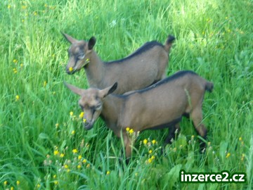 Kůzlátka_1 70246_1.jpg