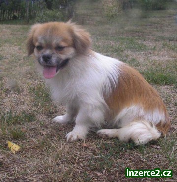 tibetský španěl_2 70886_2.jpg