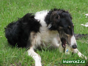 barzoj_2 71154_2.jpg