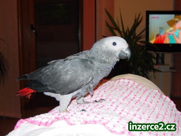2 Africké šedá papoušci_1 71297_1.jpg