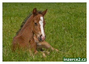 Appaloosa hřebeček_1 72180_1.jpg