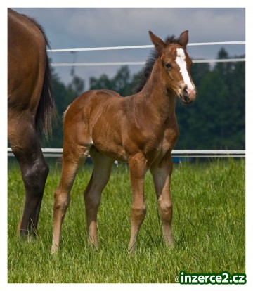 Appaloosa hřebeček_2 72180_2.jpg