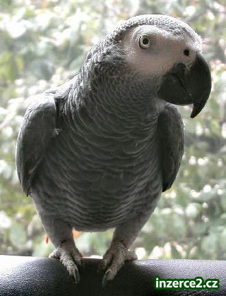 Exellent afrických Grey Parrot pro Přijetí_1 72699_1.jpg