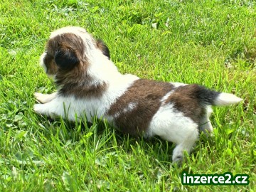 SHIH-TZU_1 72711_1.jpg