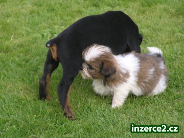 SHIH-TZU_2 72711_2.jpg