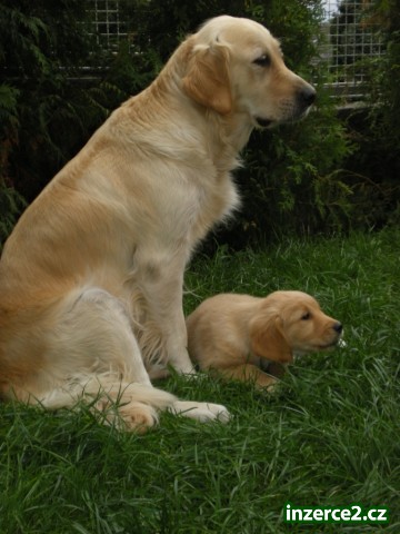 Zlatý retriever_1 73684_1.jpg