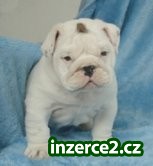 roztomilé buldok miminka hledají šťastné místo, které mohou volat domů_2 73781_2.jpg