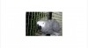Africké Grey prodeje 73797_t.jpg