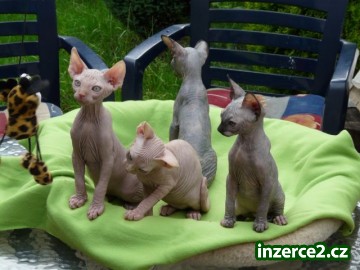 Nabízíme koťata SPHYNX_1 73827_1.jpg