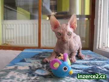 Nabízíme koťata SPHYNX_2 73827_2.jpg