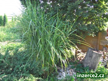 Prodám okrasné dřeviny_2 75458_2.jpg