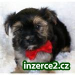yorkie štěně pro přijetí_1 75660_1.jpg