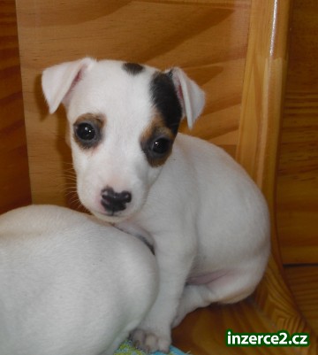 jack russel terier_1 76107_1.jpg