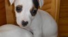 jack russel terier 76107_t.jpg