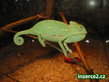 CHAMELEON JEMENSKÝ_1 7633_1.jpg