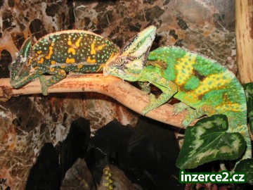 CHAMELEON JEMENSKÝ_2 7633_2.jpg
