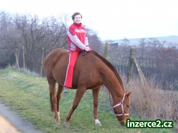 Prodám kobylku_1 7702_1.jpg