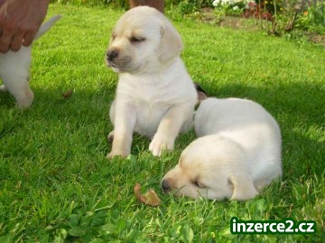Labradorsky Retriever_2 77475_2.jpg