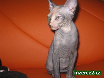 Prodám SPHYNX canadian_1 77486_1.jpg