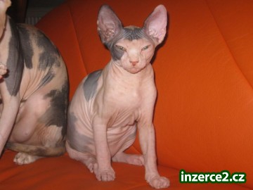 Prodám SPHYNX canadian_2 77486_2.jpg