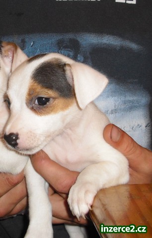 jack russel terier_2 77568_2.jpg