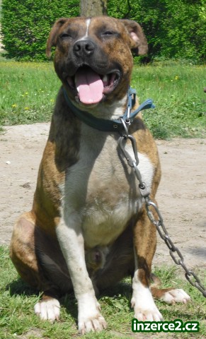 americký pitbullterier_1 77569_1.jpg
