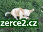 mužů a žen čivava štěňata pro přijetí_2 77878_2.jpg