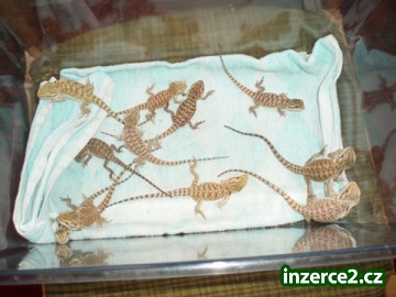 Agama vousatá sandfire+yellow_2 78493_2.jpg