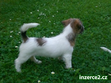 štěně JRT_1 79120_1.jpg