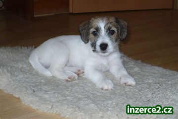 štěně JRT_2 79120_2.jpg