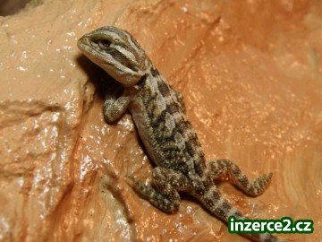 Agama vousatá_1 79259_1.jpg