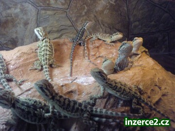 Agama vousatá_2 79259_2.jpg