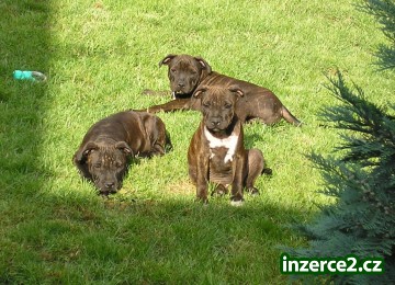 Štěňátka Staffordšírského bullteriéra._2 79440_2.jpg