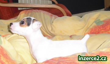 jack russel terier_1 79456_1.jpg