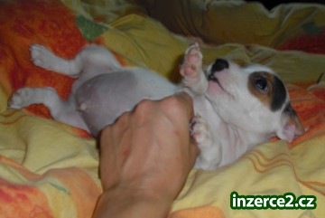 jack russel terier_2 79456_2.jpg