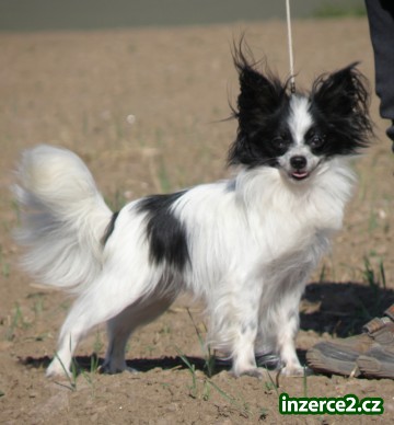 Papillon - chovatelská stanice Anée_1 81125_1.jpg