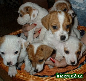 Jack Russell Terrier_2 8133_2.jpg