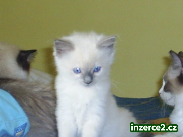 Ragdoll bez pp._1 81415_1.jpg