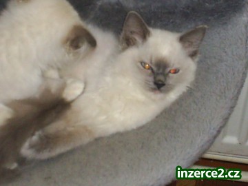 Ragdoll bez pp._2 81415_2.jpg