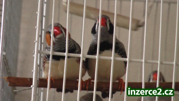 Prodáváme mladé zebřičky_1 81885_1.jpg