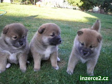 Shiba inu štěňata_1 81964_1.jpg