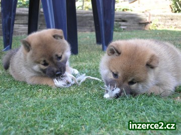 Shiba inu štěňata_2 81964_2.jpg
