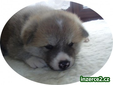 Akita inu štěňátka s PP_1 8278_1.jpg