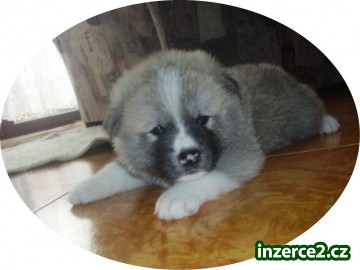 Akita inu štěňátka s PP_2 8278_2.jpg