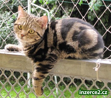 Britský kocourek zlatý černě mramorovaný whiskas_2 83301_2.jpg