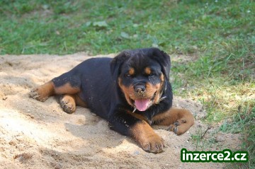 rottweiler_1 84635_1.jpg