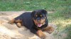 rottweiler 84635_t.jpg