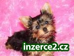 Yorkie zdarma přijetí_1 85985_1.jpg