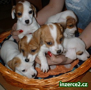 Jack Russell Terrier_1 8755_1.jpg